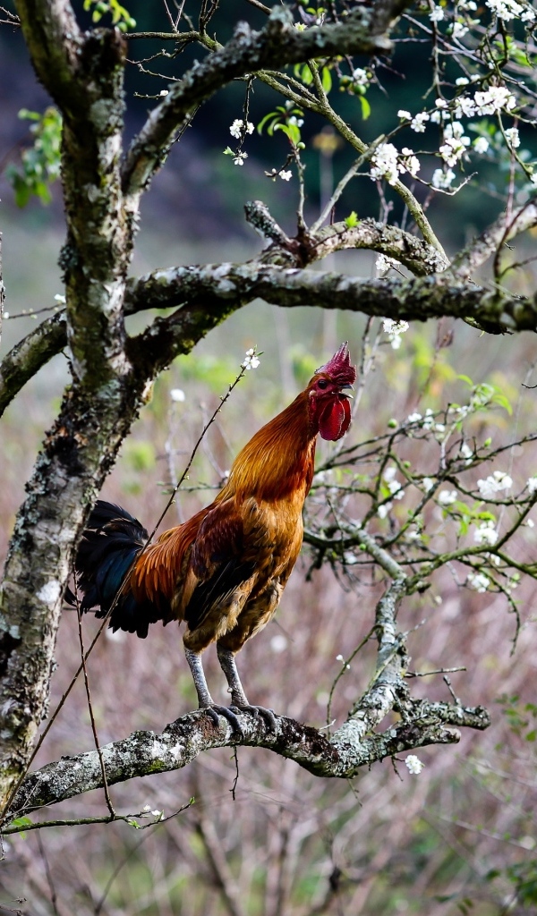Коричневый петух сидит на ветке дерева