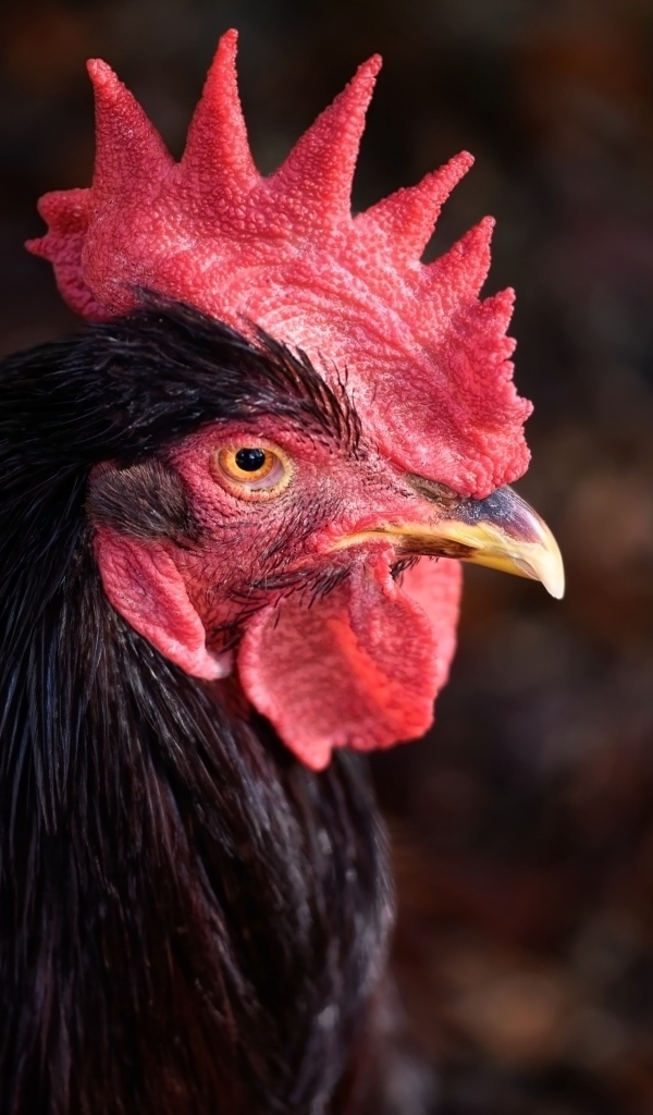 Коричневый петух с красным гребнем