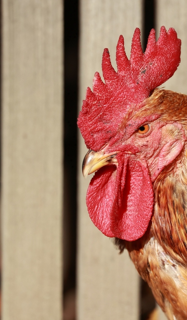 Коричневый петух с красным гребнем