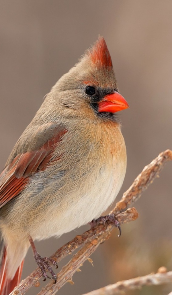 Птица кардинал сидит на ветке дерева