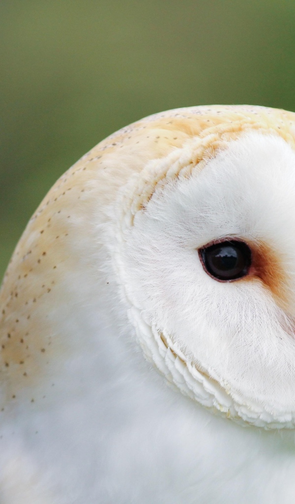 Милая обыкновенная сипуха крупным планом