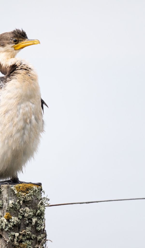 Баклан сидит на столбе у воды