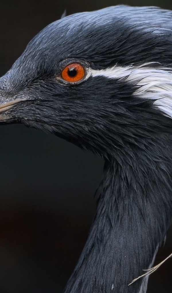 Голова журавля красавка крупным планом