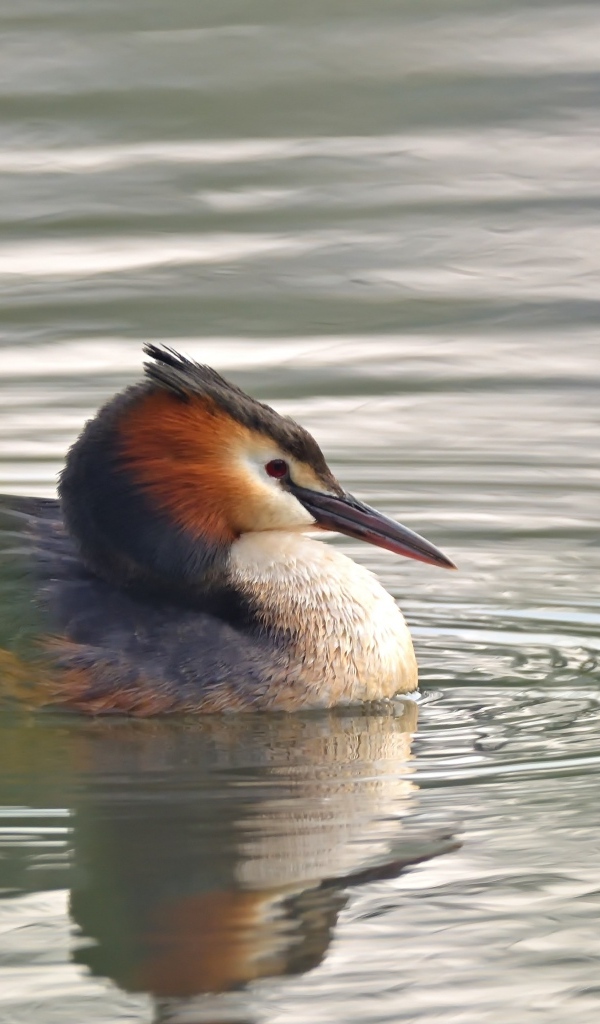 Птица хохлатая поганка в воде