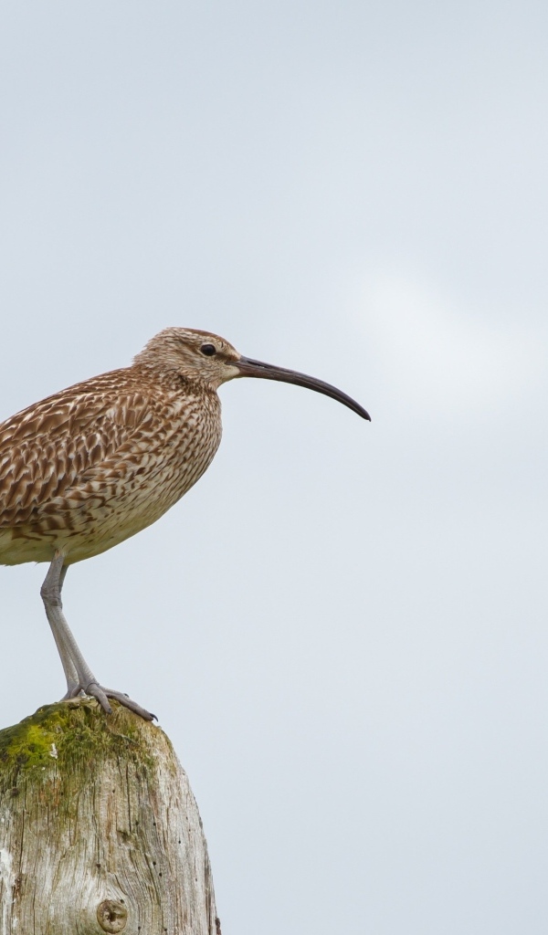 Птица кроншнеп с длинным острым клювом