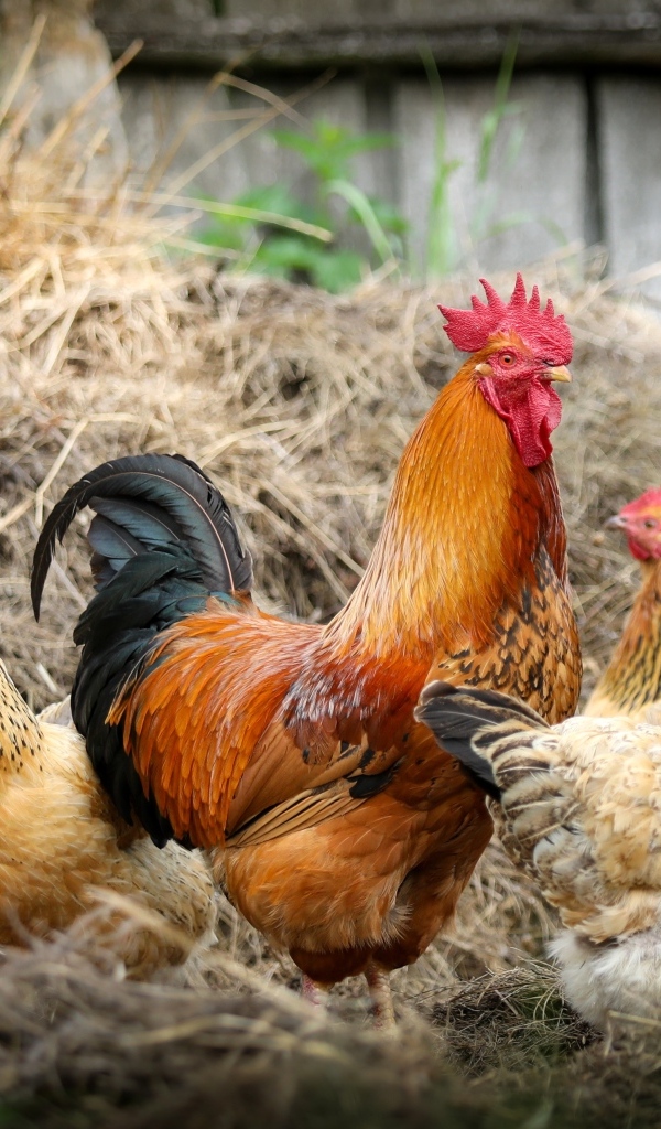 Домашние куры с петухом