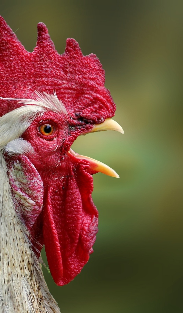 Домашний петух с открытым клювом