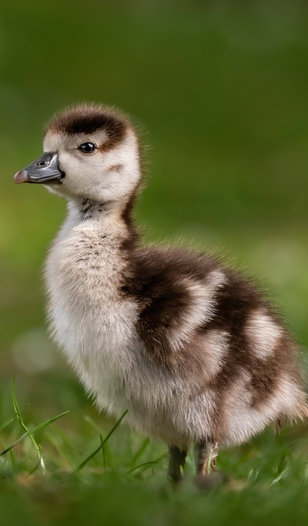 Утенок стоит в зеленой траве