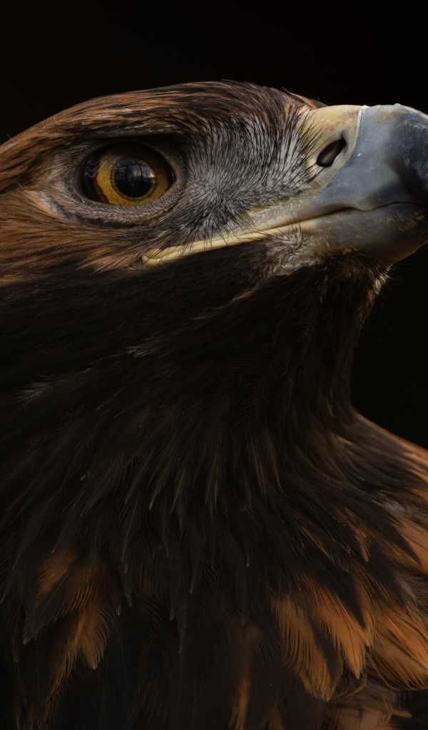 Голова орла на черном фоне