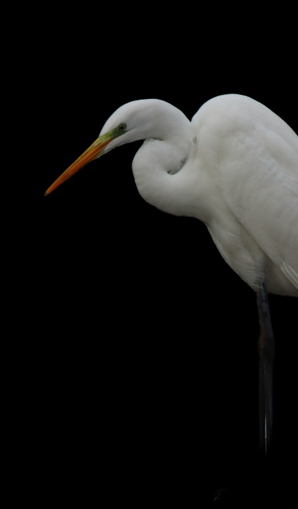 Белая цапля на черном фоне