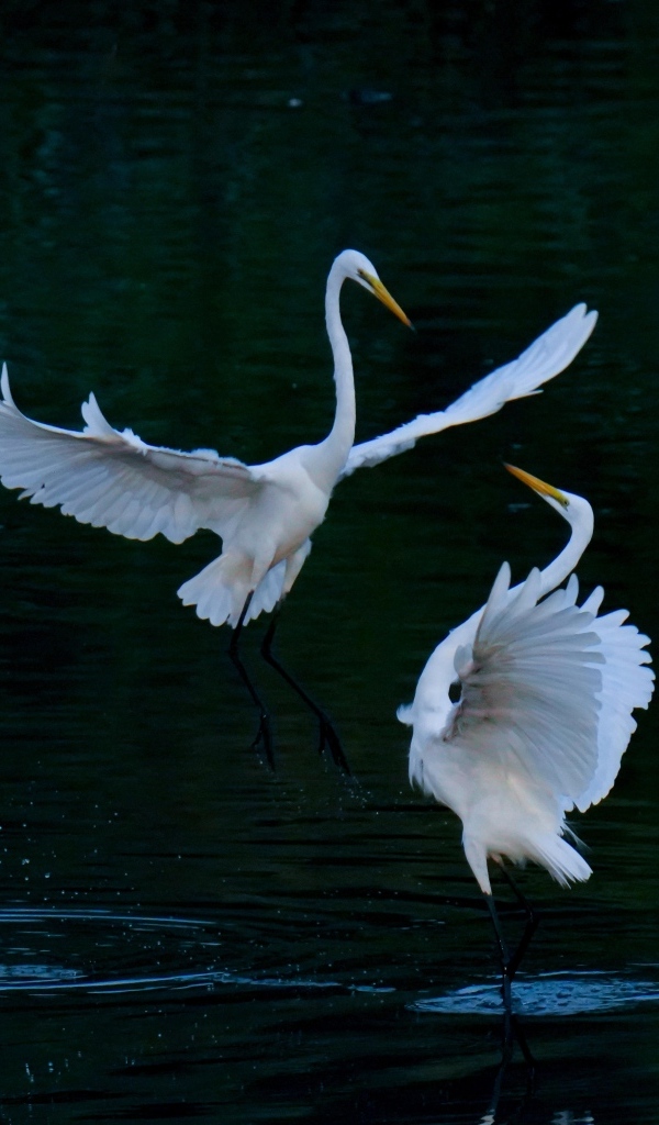 Влюбленные белые цапли в воде