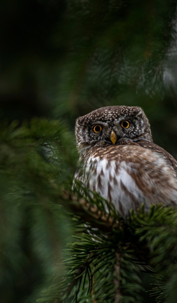 Евразийская карликовая сова сидит на ветке дерева