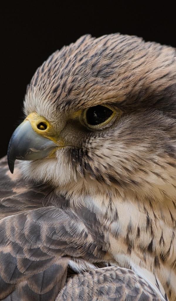 Сокол на черном фоне крупным планом