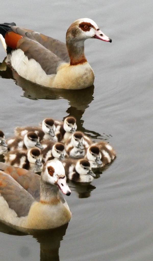 Семья египетских гусей в воде