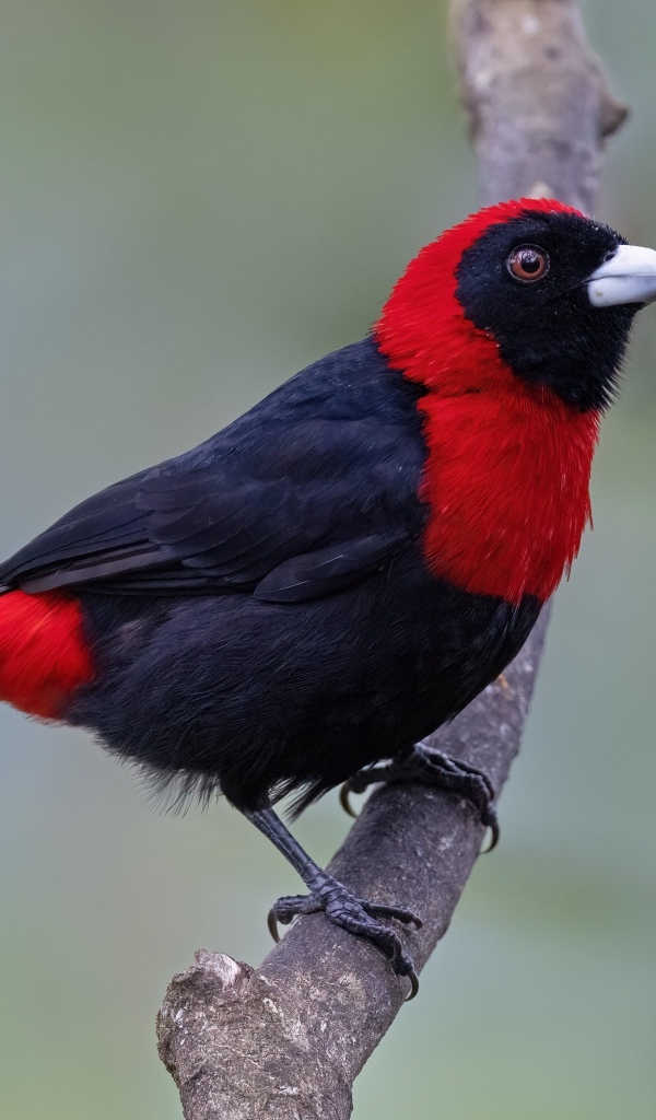 Огненная расписная танагра сидит на ветке дерева