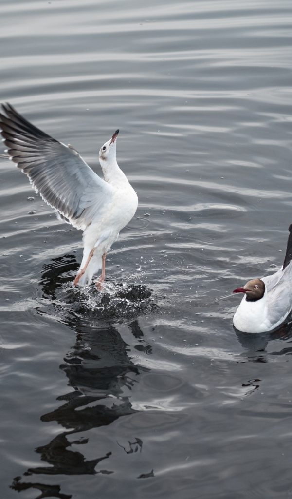Пять чаек плавают в воде озера