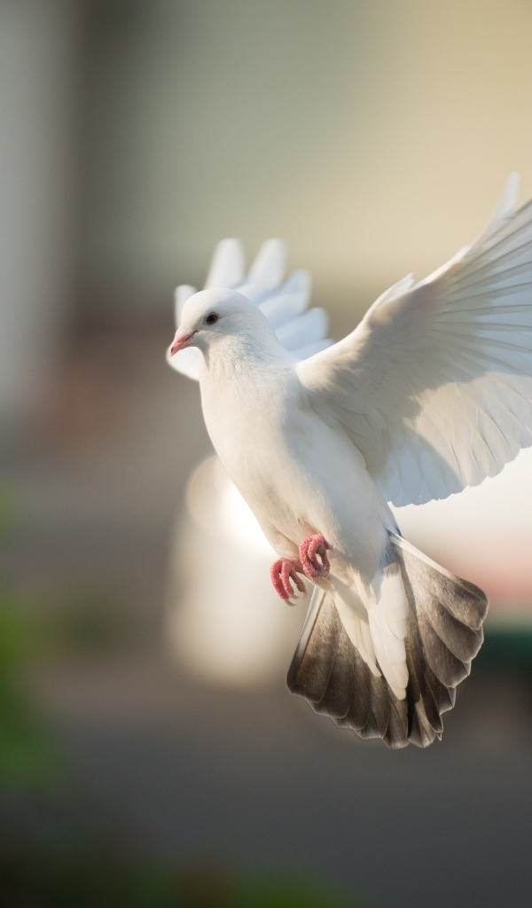 Полет красивого белого голубя