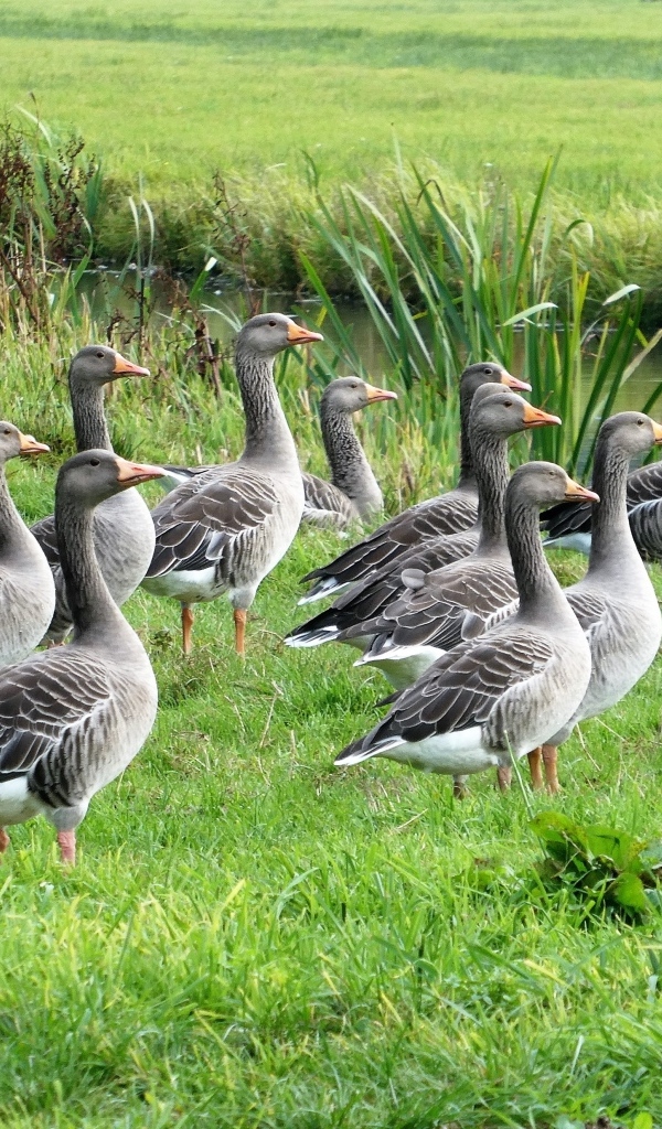 Стая серых гусей у воды