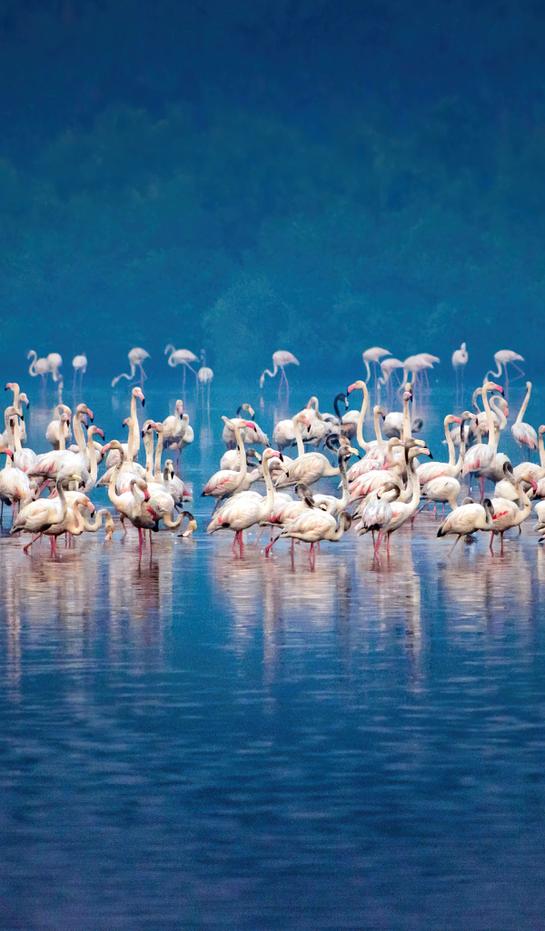 Стая розовых фламинго в воде
