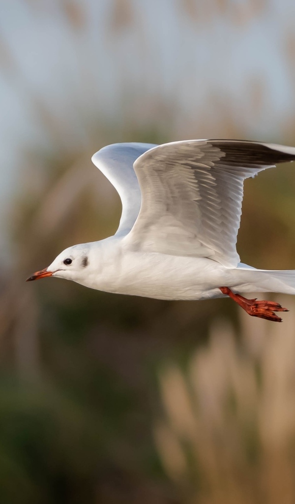 Полет белой чайки в воздухе