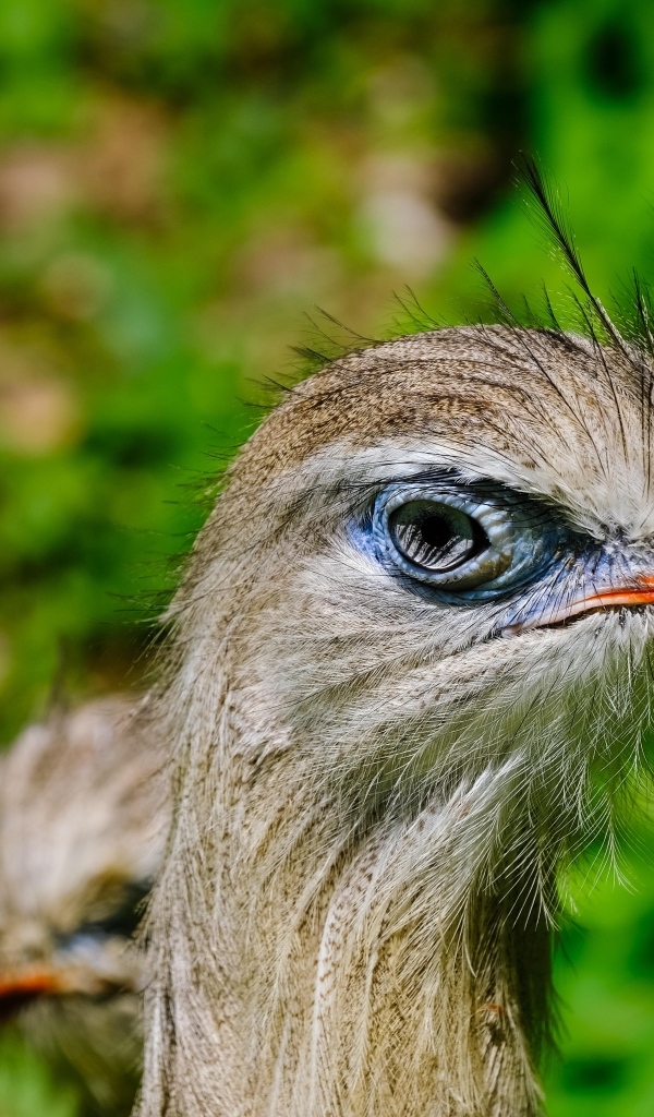 Смешная птица секретарь с острым клювом