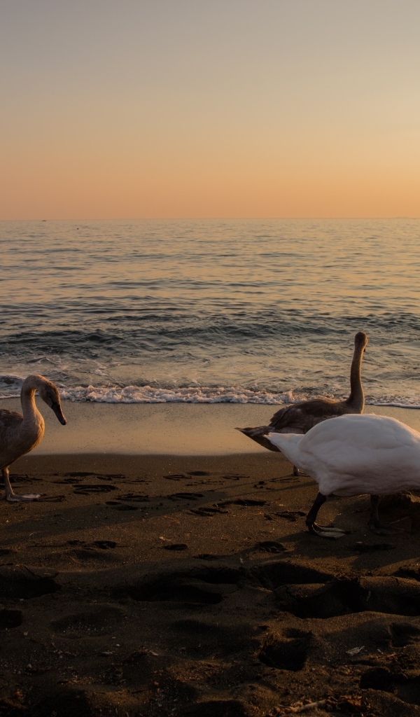 Гуси и лебеди пасутся на берегу моря