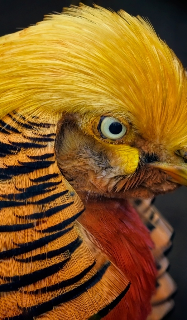 Голова золотого фазана крупным планом