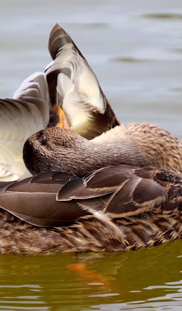 Гусь чистит перья в воде