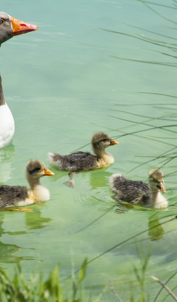 Гусыня с птенцами плавает в воде