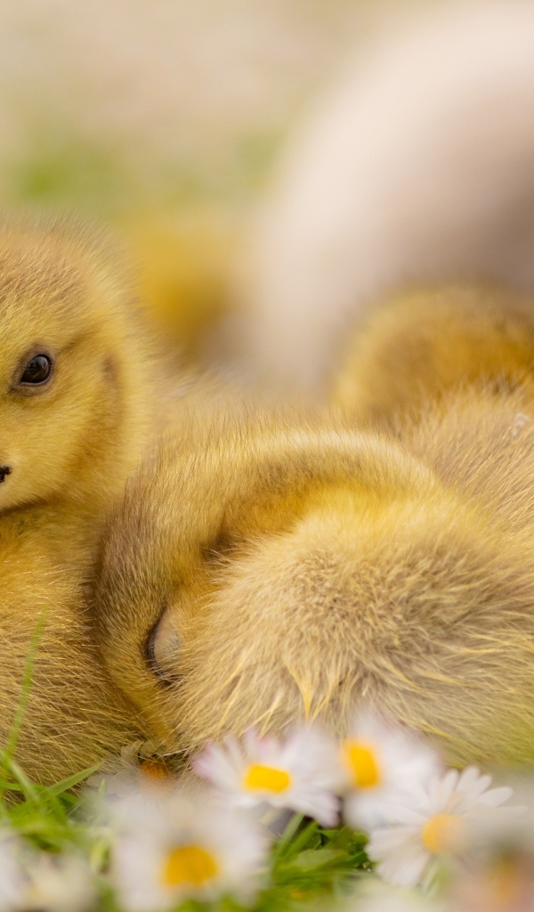 Гусята лежат на цветах маргаритки