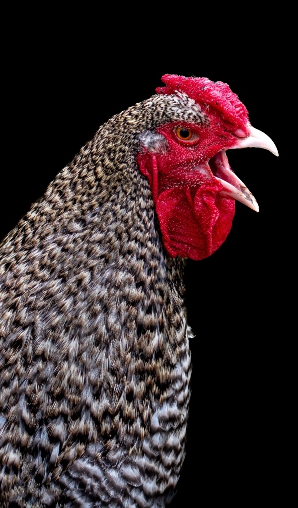 Серая домашняя курица на черном фоне