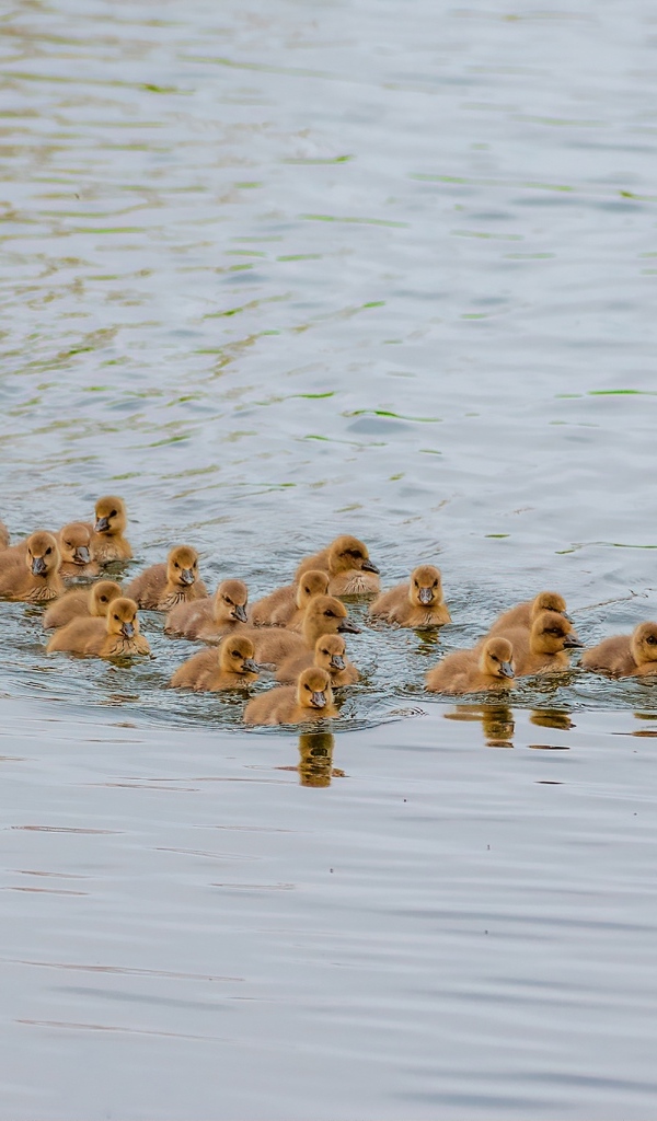 Серый гусь с птенцами плывет по воде