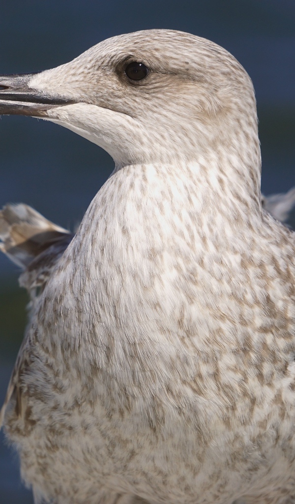 Серая чайка с острым клювом крупным планом