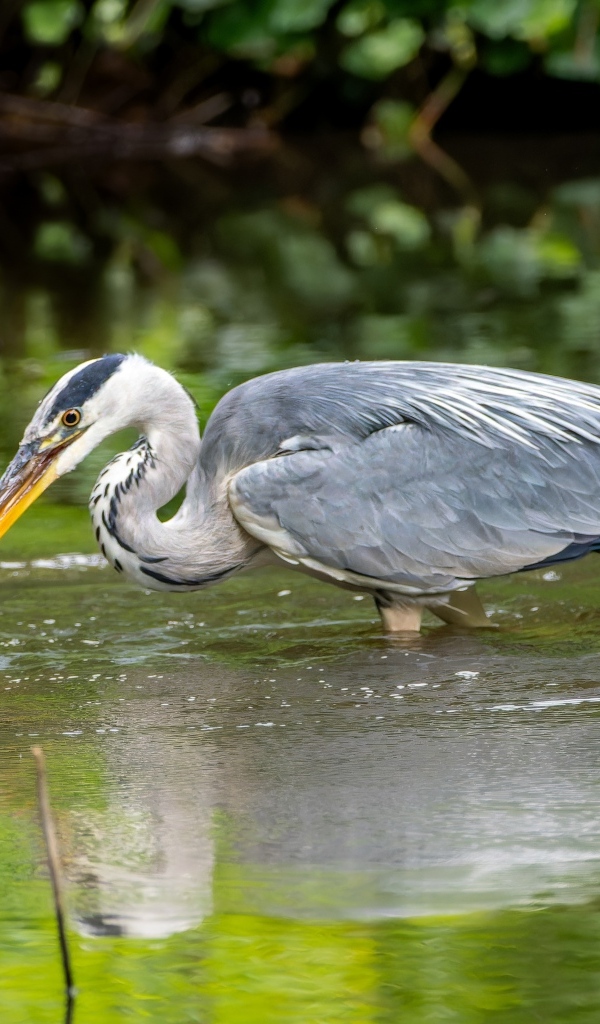 Серая цапля ловит рыбу в пруду