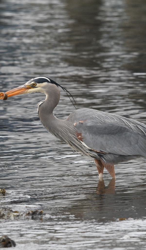 Серая цапля ловит рыбу в воде