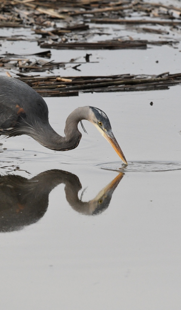 Серая цапля охотится в воде