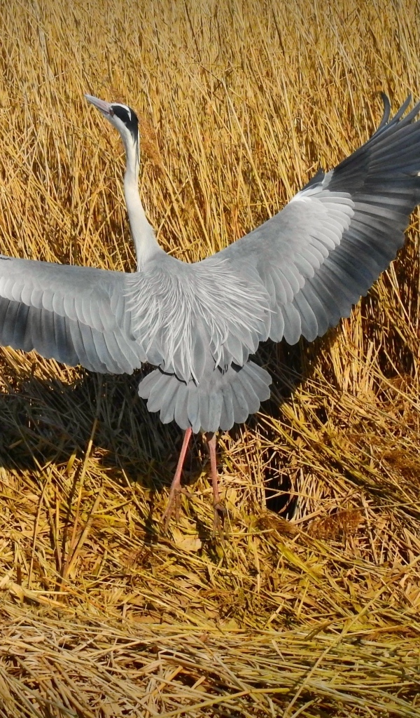 Серая цапля готовится взлететь 