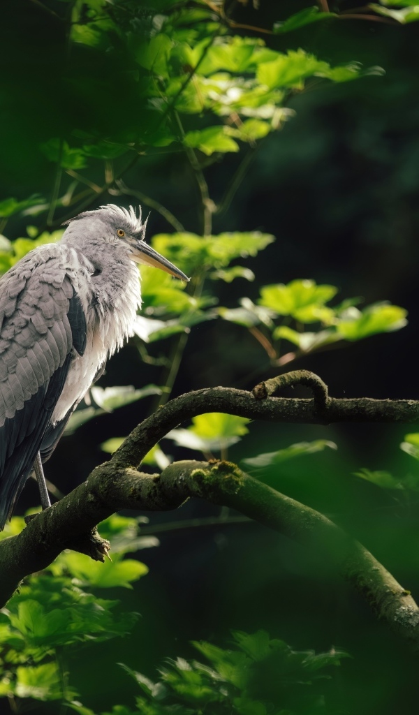 Серая цапля сидит на ветке дерева