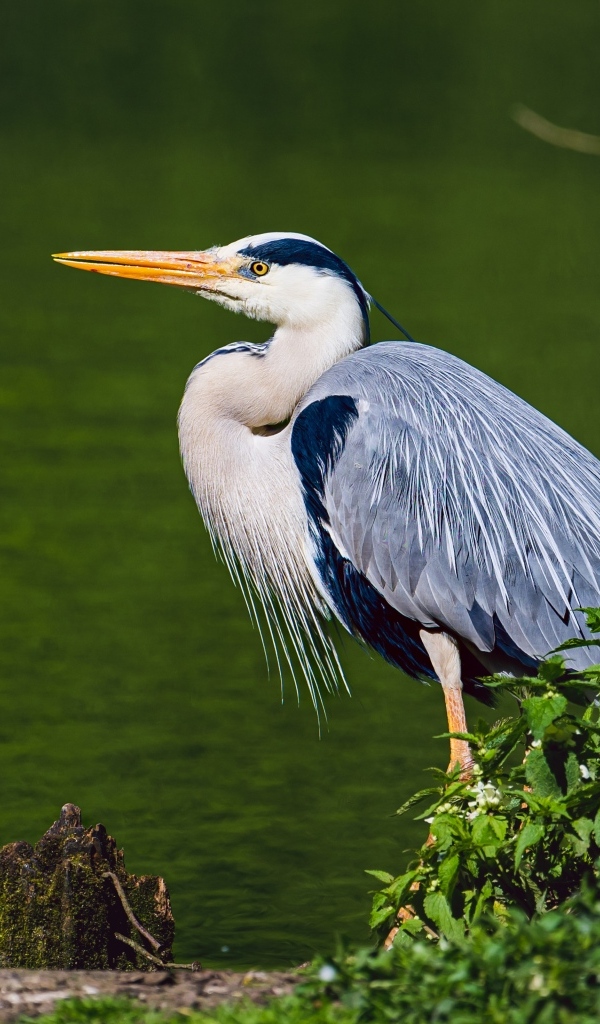 Серая цапля стоит у воды 