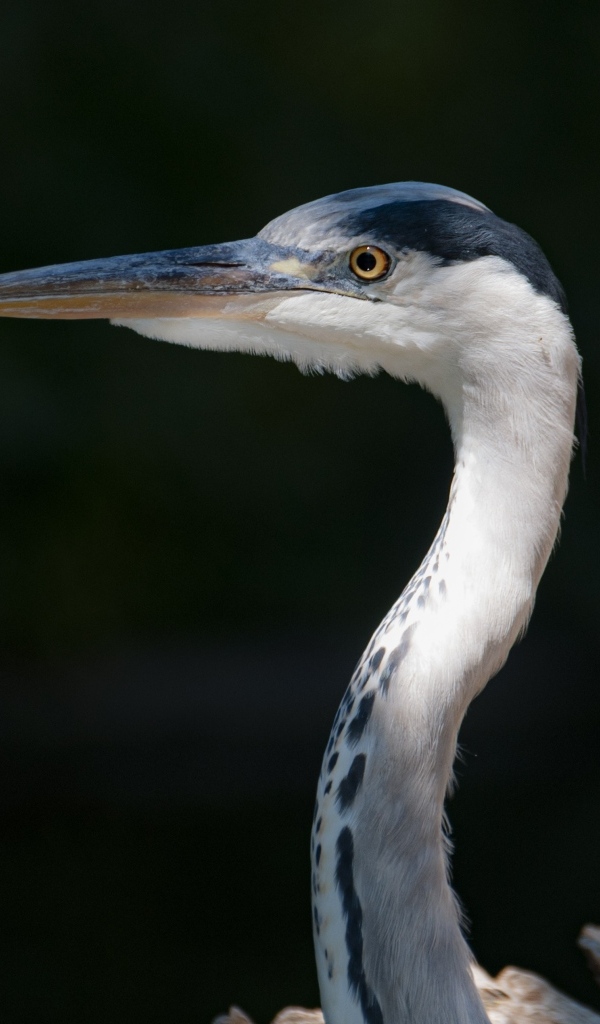 Серая цапля с острым клювом крупным планом