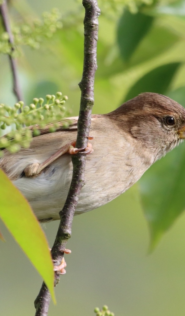 Серая иволга в ветках дерева