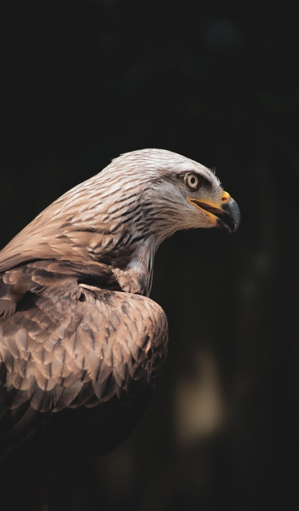 Серый хищный орел с острым черным клювом