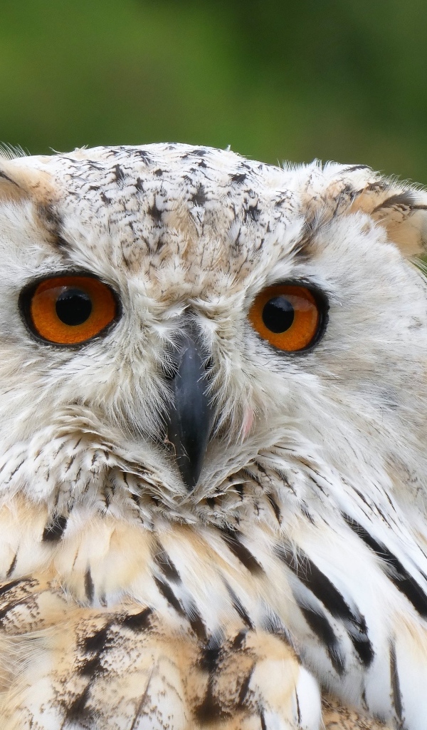 Большой евразийский филин крупным планом