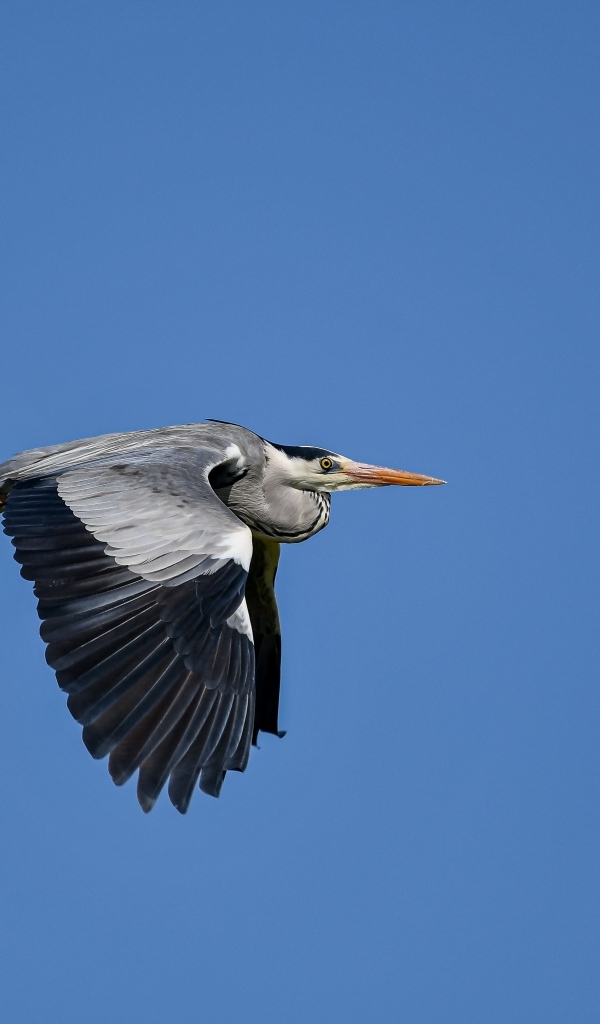 Большая серая цапля летит в голубом небе