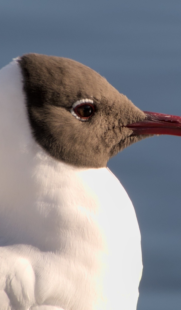 Большая сероголовая чайка крупным планом