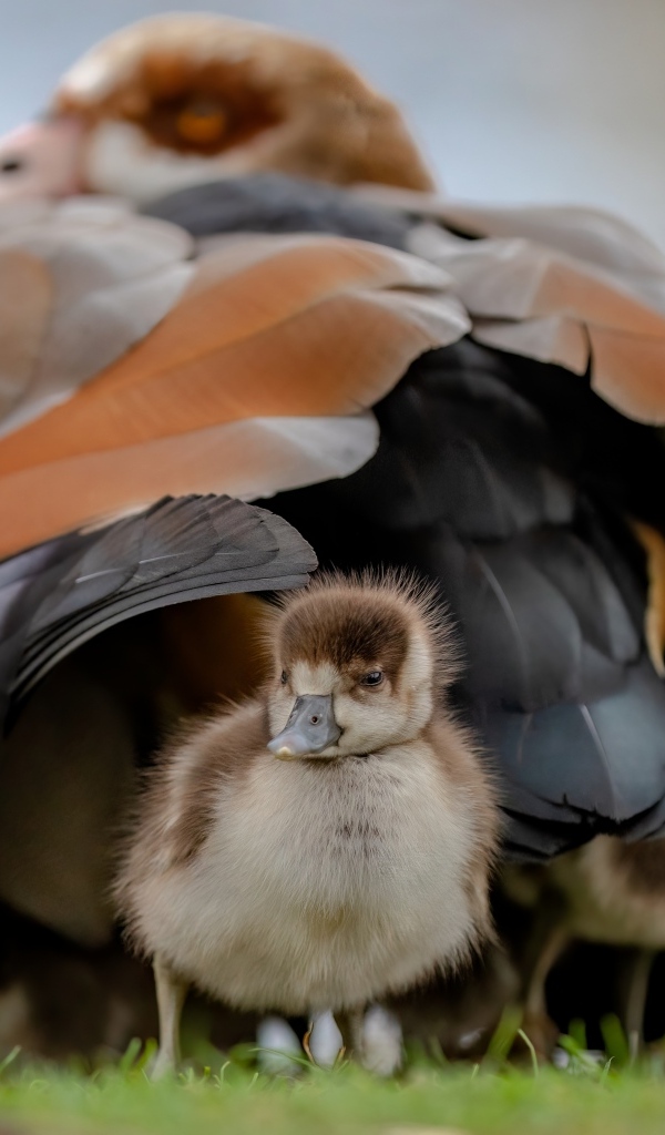 Большой нильский гусь с птенцом