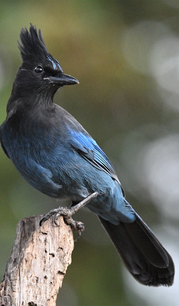 Большая стеллерова сойка крупным планом