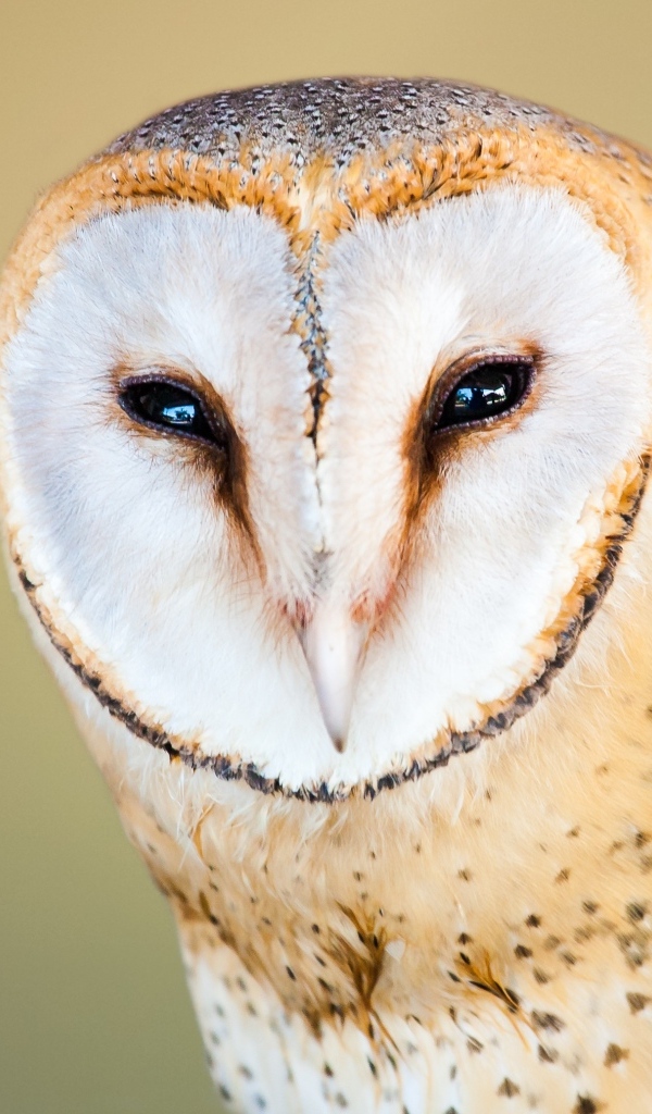 Большая обыкновенная сипуха крупным планом