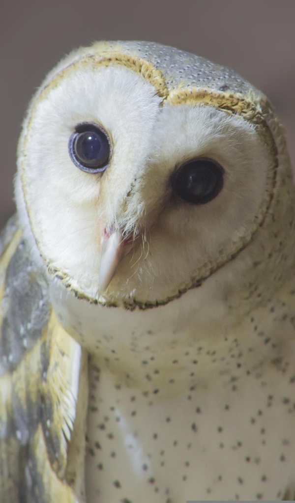 Большая белая сипуха с любопытными глазами