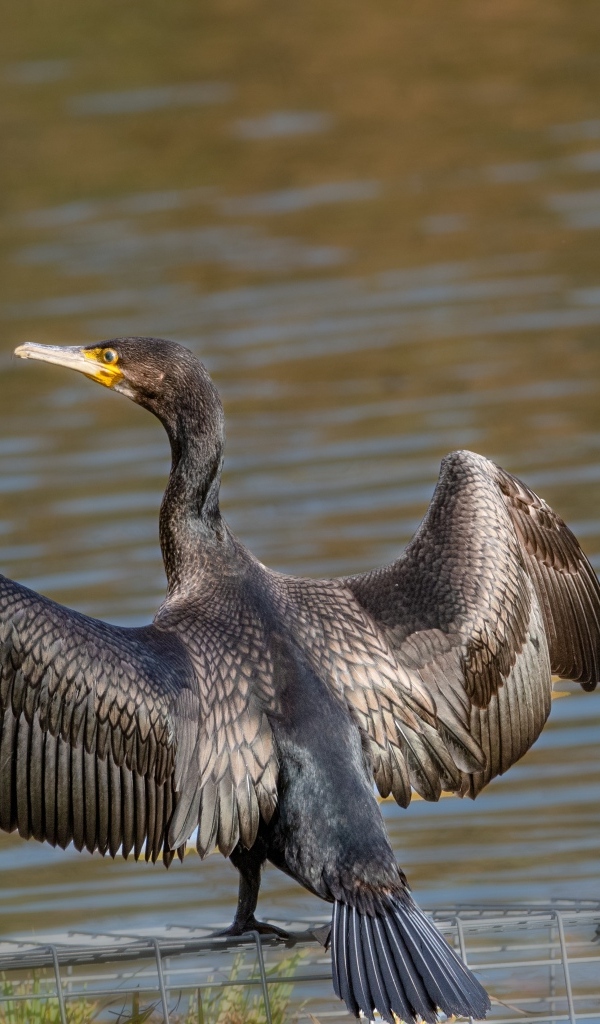 Большой баклан готовится ловить рыбу